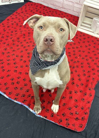 COCO - American Pit Bull Terrier available for adoption