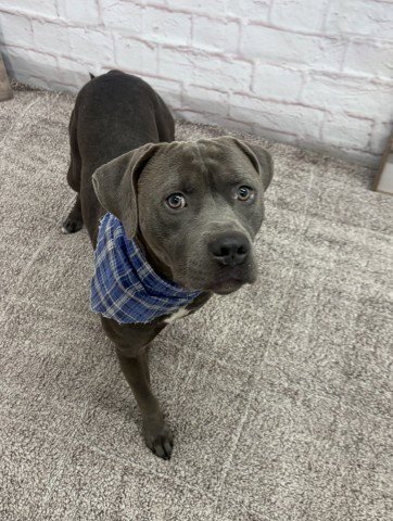 RIOT - American Pit Bull Terrier for adoption in Detroit