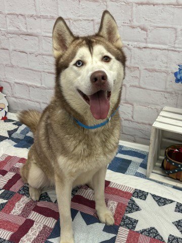 TRUMAN - Husky available for adoption