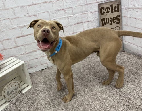 PEAKE - Pit Bull Terrier available for adoption