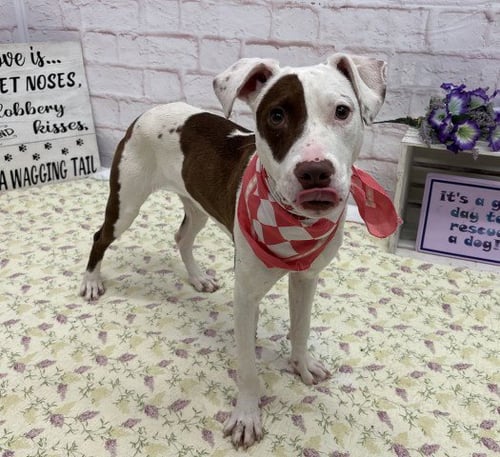 ELLE - American Staffordshire Terrier for adoption in Detroit