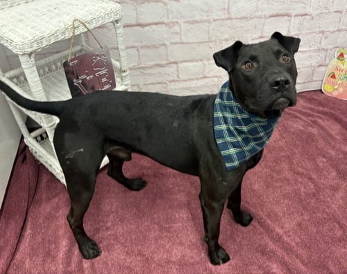 THE MUG - Labrador Retriever for adoption in Dearborn
