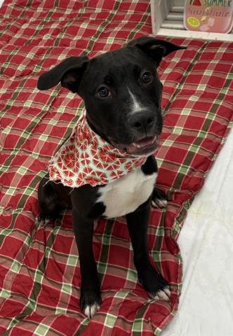 OSCAR - Pit Bull Terrier available for adoption