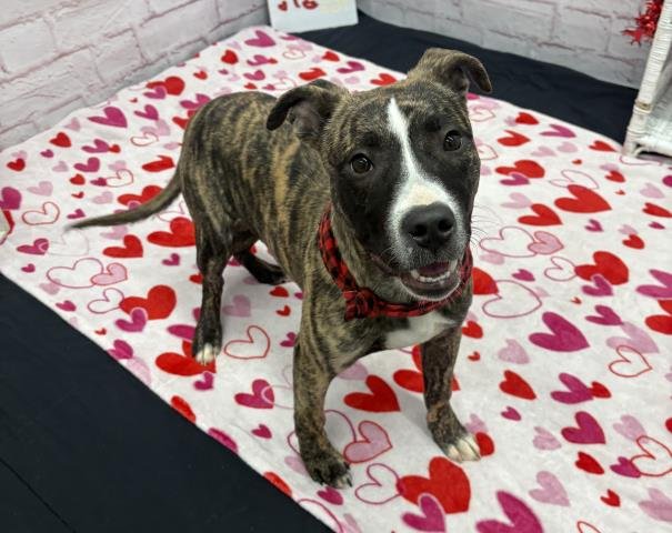 NECTAR KEEPSAKE - Pit Bull Terrier available for adoption