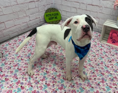 PINCH - Pit Bull Terrier available for adoption