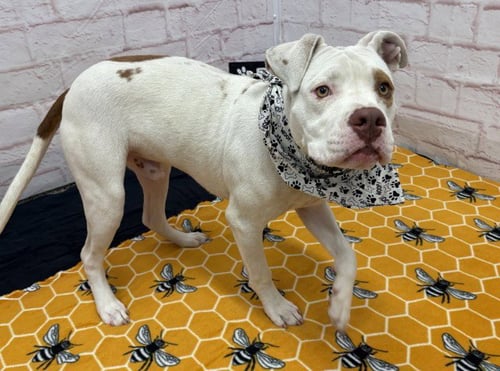 TWINKIE CLOUD - Pit Bull Terrier for adoption in Dearborn