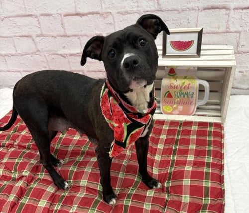POTPOURRI - Pit Bull Terrier available for adoption