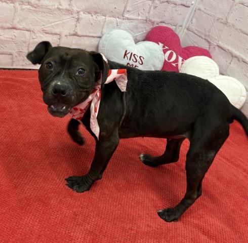 BONBON - Pit Bull Terrier available for adoption