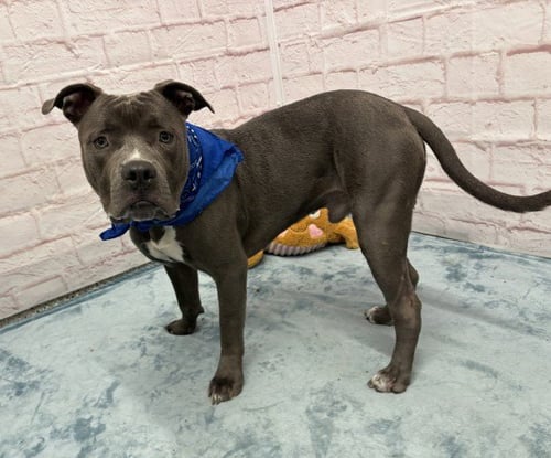 ABAGOR - Pit Bull Terrier for adoption in Dearborn
