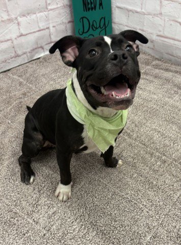 CRISTALLE - American Pit Bull Terrier for adoption in Detroit