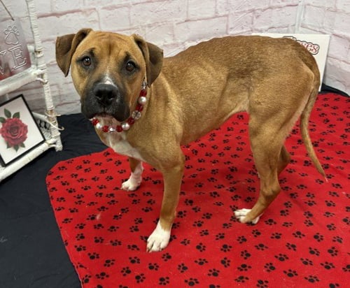 CINNAMON - American Pit Bull Terrier available for adoption