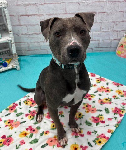 HARVEY - Pit Bull Terrier available for adoption