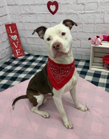 WISDOM - Pit Bull Terrier available for adoption