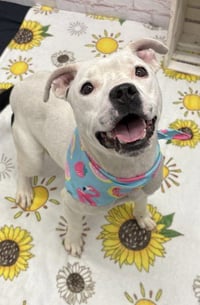 WYLIE - Photo 1