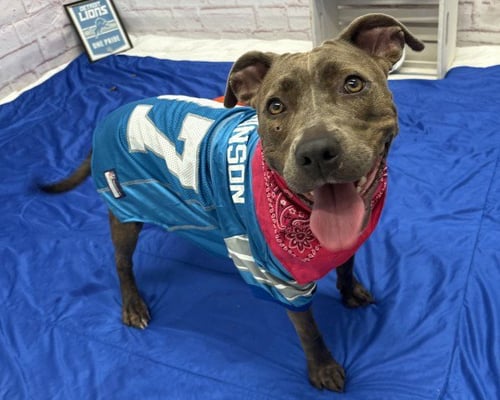 ASH ARDER - Pit Bull Terrier for adoption in Detroit