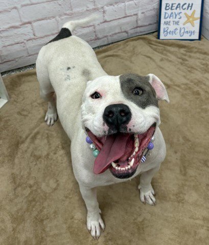 TAP SHOES - Pit Bull Terrier available for adoption