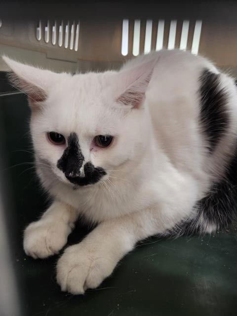 UNIQUE - Domestic Short Hair available for adoption