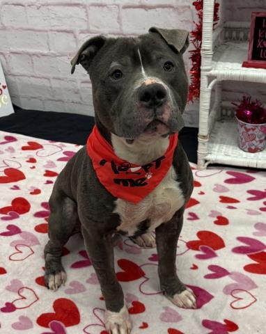 SHANE OMAN - Pit Bull Terrier available for adoption