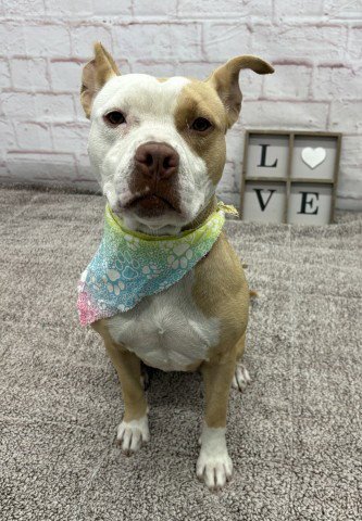 JULIANNE - Pit Bull Terrier for adoption in Detroit