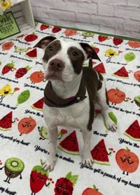 MUFFIN COMET - Photo 1