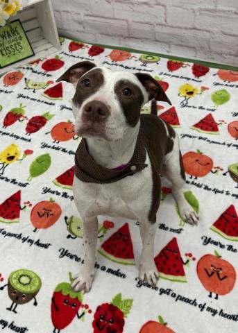 MUFFIN COMET - Pit Bull Terrier for adoption in Dearborn