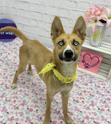 KIMBERLY - Siberian Husky / German Shepherd Dog available for adoption