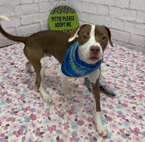 SCORCHER - American Pit Bull Terrier available for adoption