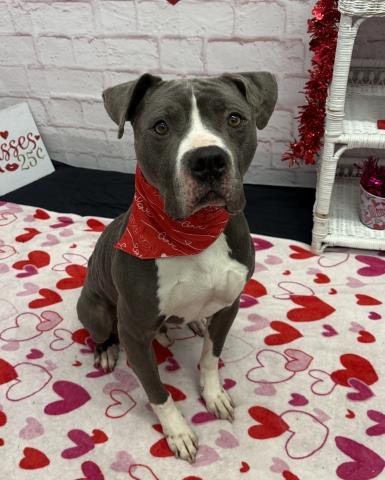 CHERUB MEADOW - Pit Bull Terrier available for adoption