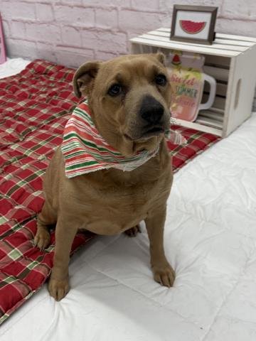ZIN - American Staffordshire Terrier available for adoption
