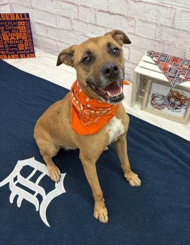 TRACY - Pit Bull Terrier available for adoption