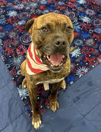 BUBBA - Photo 1
