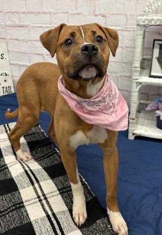 ICEOPEDE - American Pit Bull Terrier available for adoption