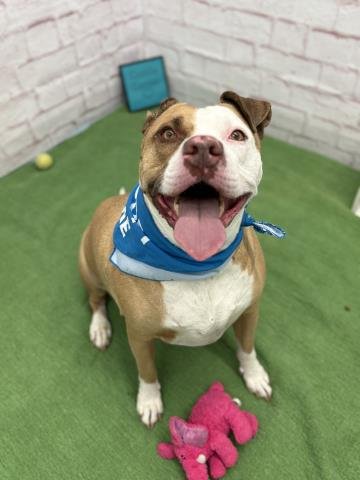 VINCENT - American Staffordshire Terrier for adoption in Warren