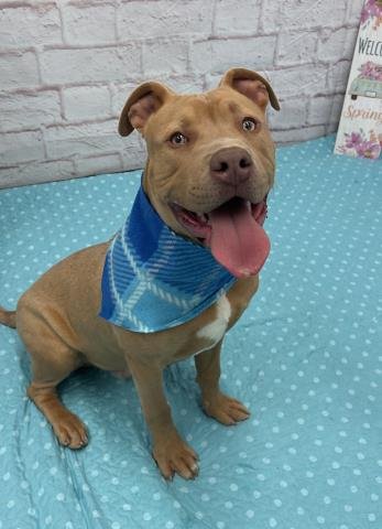 PONTOON - Pit Bull Terrier available for adoption