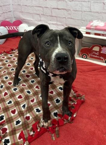 PASTRY PRINCE - American Staffordshire Terrier available for adoption