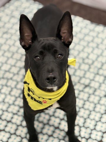 HINDU RAJ - American Pit Bull Terrier available for adoption