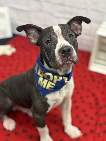 COOKIE DELIGHT - Pit Bull Terrier available for adoption