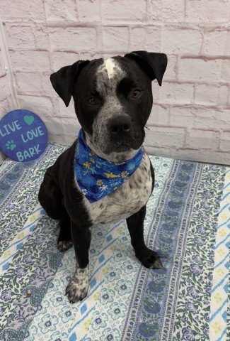 PORKPIE - Pit Bull Terrier available for adoption