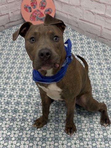BLUE - Pit Bull Terrier available for adoption