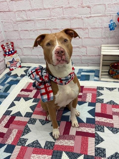ALINA - Pit Bull Terrier available for adoption