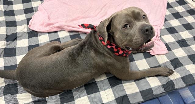 THANOS - Pit Bull Terrier available for adoption