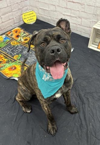 THE LICH - Cane Corso Mastiff available for adoption