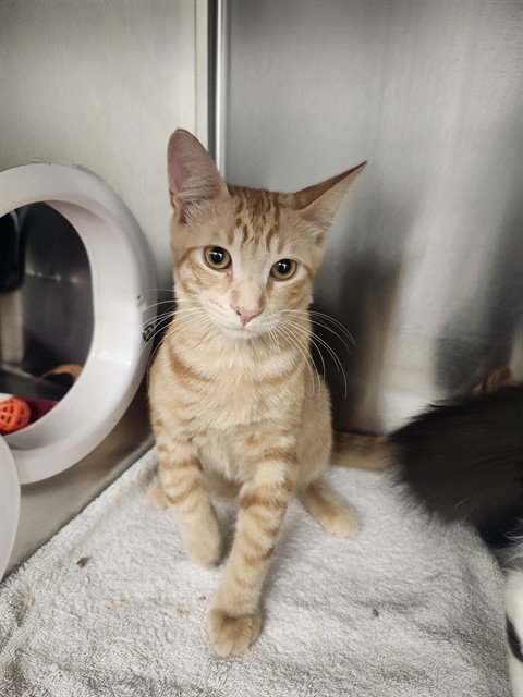 CLARION - Domestic Short Hair for adoption in Warren
