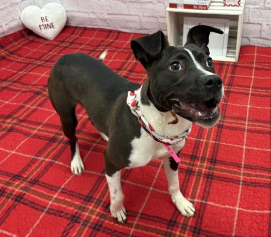 KOKO - Pit Bull Terrier available for adoption