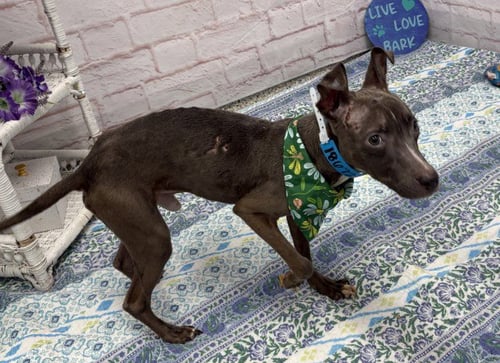 KINGSLEY - Pit Bull Terrier available for adoption