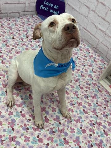 HOBUS - Pit Bull Terrier available for adoption