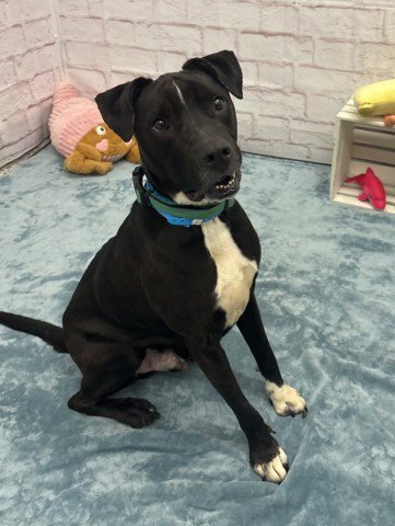 BENTLEY - Pit Bull Terrier for adoption in Dearborn