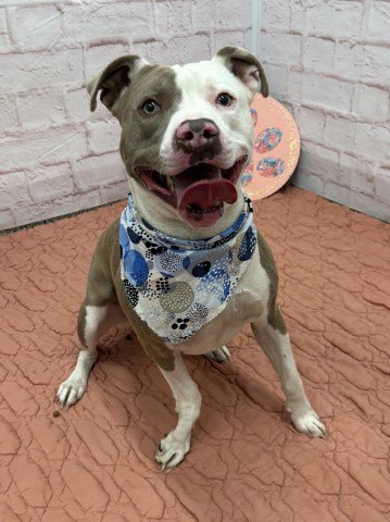 CULTURE CRAVE - Pit Bull Terrier for adoption in Dearborn