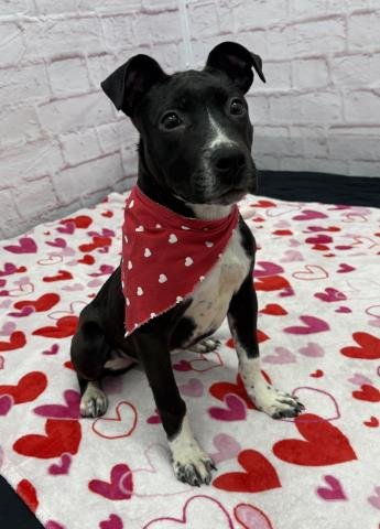 SCOOT - Pit Bull Terrier available for adoption