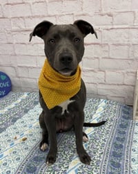 CARDONI - Photo 1